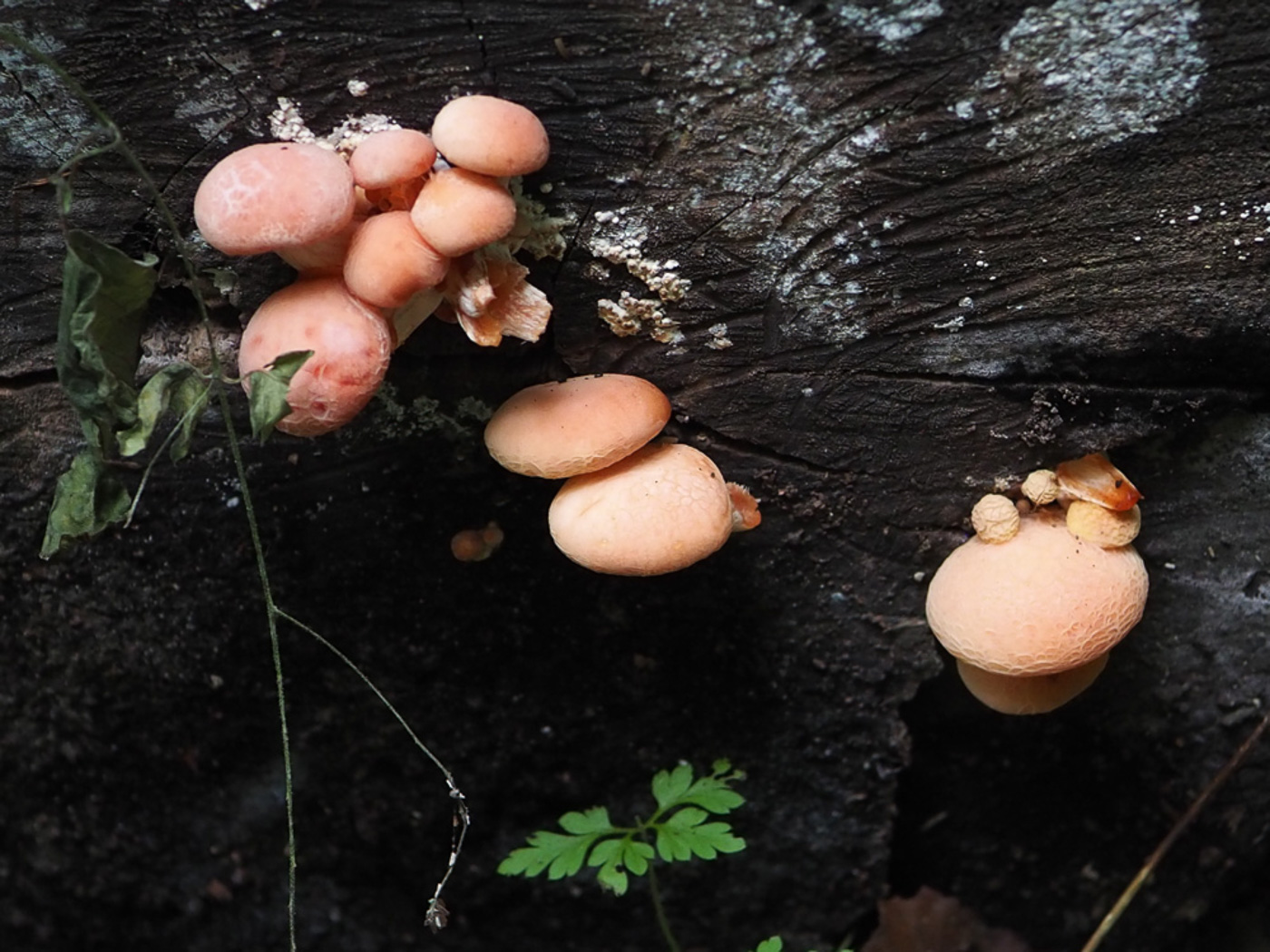 Photo © John Catterson Rhodotus palmatus by John Catterson